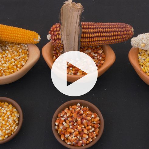 Rescate de Semillas Maíz Camelia, Curagua y Diente de Caballo en Paine VIDEO THUMBNAIL