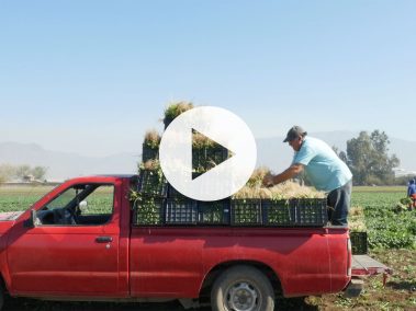 2020_05 Agricultura Familiar Campesina VIDEO THUMNAIL