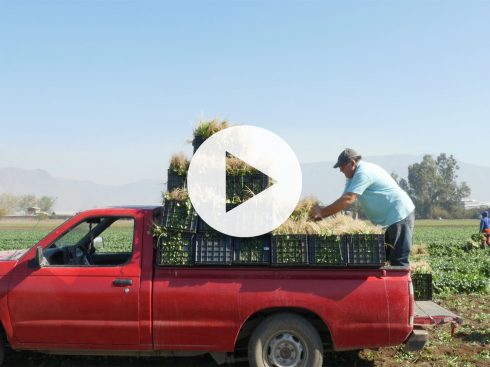 2020_05 Agricultura Familiar Campesina VIDEO THUMNAIL