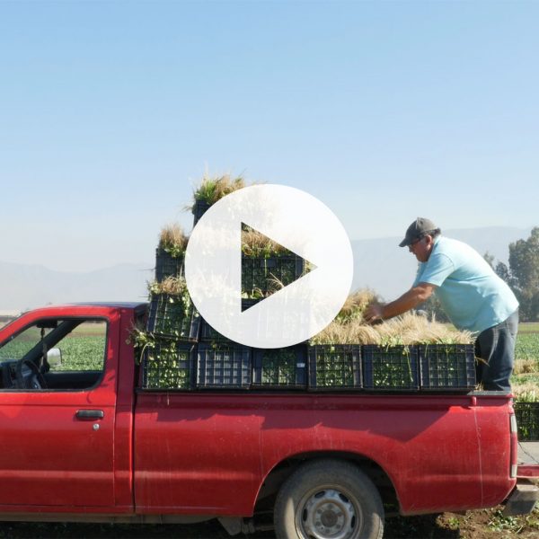 2020_05 Agricultura Familiar Campesina VIDEO THUMNAIL