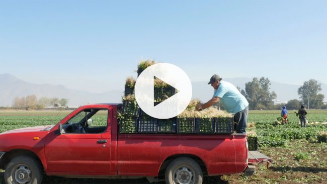 2020_05 Agricultura Familiar Campesina VIDEO THUMNAIL