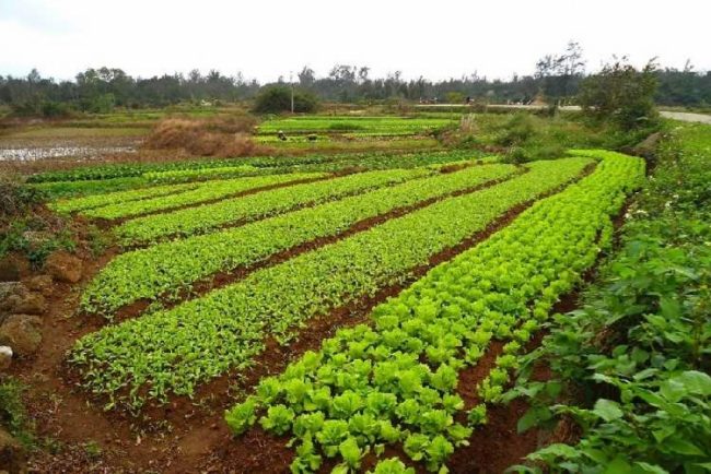 granja-china-mundoagropecuario-cl