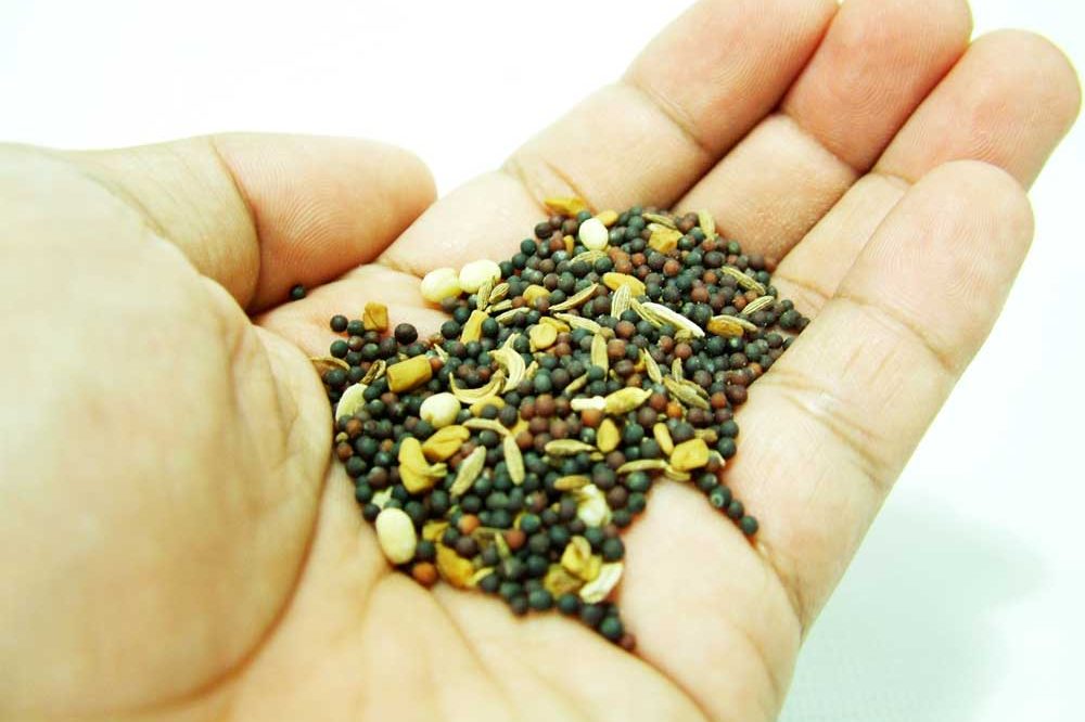 Mano_semillas_tradicionales
